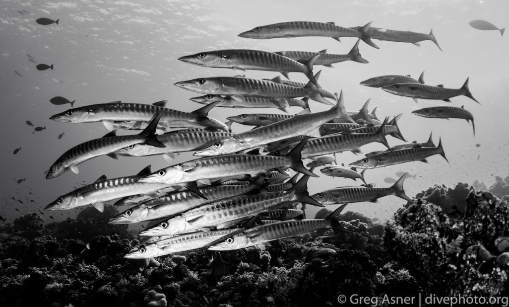 A school of barracuda on a Spratly Island atoll. 