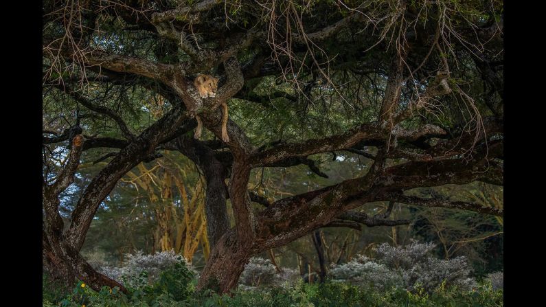 <strong>Sleeping Beauty: </strong>"During a game drive in Lake Nakuru national park in September 2016 we noticed this lioness on a tree," says Deveni Nishantha Manjula, this year's best Sri Lankan photographer. <br />Copyright: © Deveni Nishantha Manjula, Sri Lanka, 1st Place, National Awards, 2017 Sony World Photography Awards