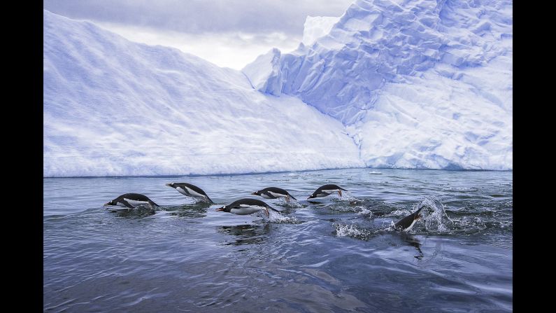 <strong>Synced: </strong>Nadia Aly of the United States took this photo of Gentoo penguins, hunting in the icy cool waters of Antarctica. It was the third best shot taken by an American photographer this year. "It's incredibly interesting to see how synchronized they are with their movements and breaths, as they glide throughout the ocean," says Aly.<br />Copyright: © Nadia Aly, United States of America, 3rd Place, National Awards, 2017 Sony World Photography Awards