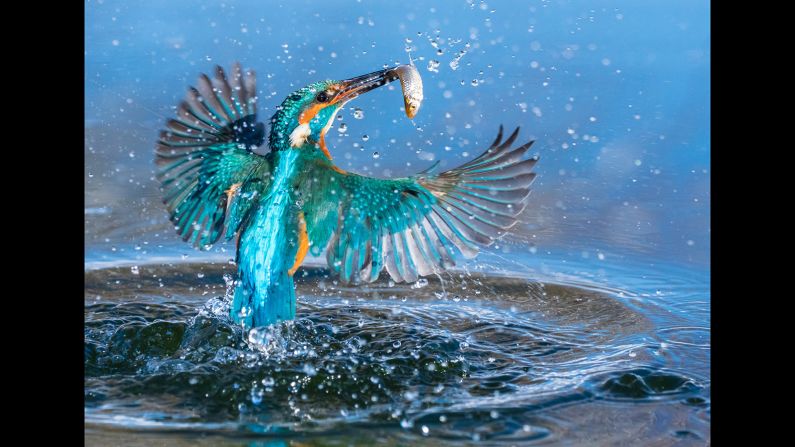 <strong>Swirl, Kovitlanje: </strong>Petar Sabol took the top prize for Croatia when he captured this shot of a kingfisher flying out of the water with a fish in its beak. <br /><br />Copyright: © Petar Sabol, Croatia, 1st Place, National Awards, 2017 Sony World Photography Awards