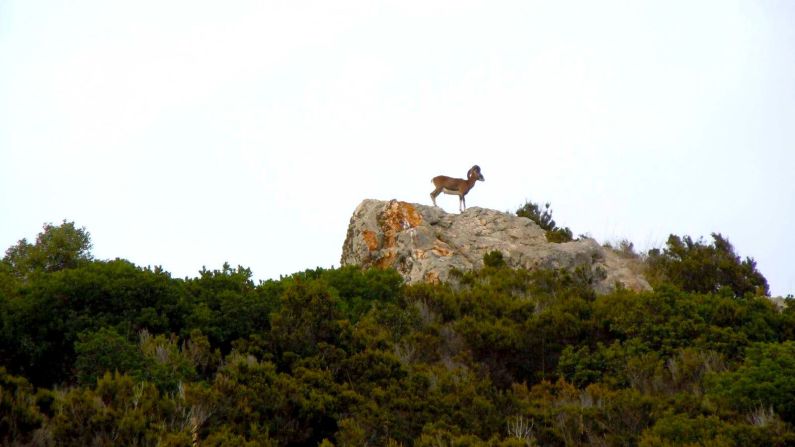 <strong>Sole inhabitants: </strong>Introduced to the island by Italian aristocracy to make hunting more fun, mouflons -- wild sheep with big curly horns -- are now Zannone's only permanent inhabitants. 