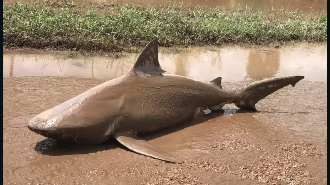 A dead bull shark found washed up in Ayr, Queensland, on March 30, following flooding caused by an intense weather system.