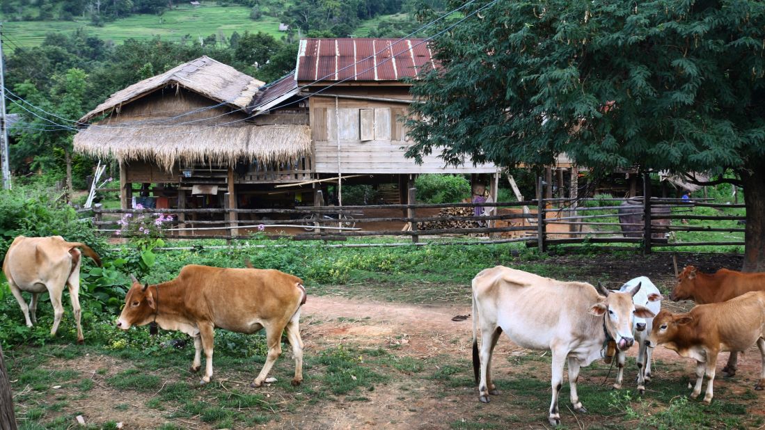 As humans expand into previously uninhabited territories such as forests, they are more likely to come into more frequent contact with wild animals and, inevitably, new infections.