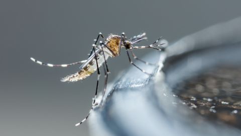 Evidence suggests climate change is causing greater numbers of heat waves and flooding events, bringing more opportunity for waterborne diseases such as cholera and for diseases carried by  mosquitoes.