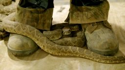rattlesnakes_5