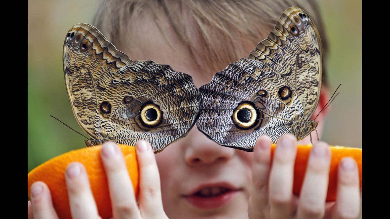 A boy holds an orange to feed butterflies at London's Natural History Museum on Thursday, March 30. Hundreds of tropical butterflies were released to launch the museum's Sensational Butterflies exhibition.