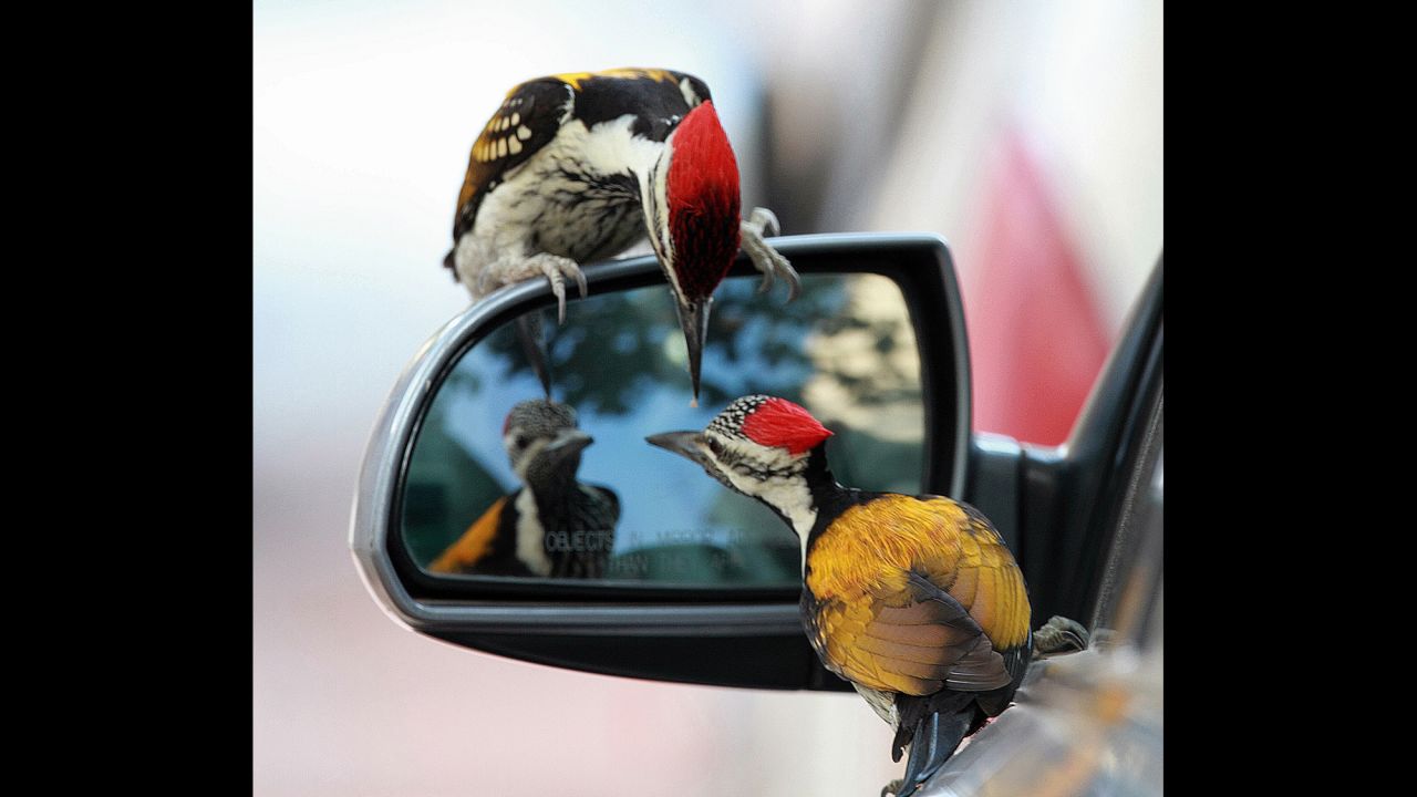 Woodpeckers check out the side-view mirror of a car in Ahmedabad, India, on Tuesday, March 28.