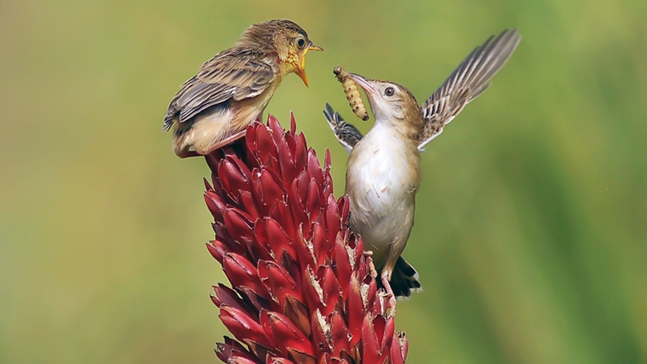 A zitting cisticola feeds its baby in West Sumatra, Indonesia, on Sunday, March 26.