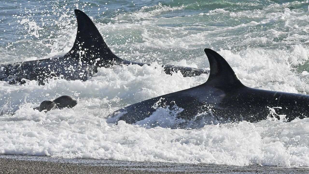 Killer whales prey on young sea lions in Punta Norte, Argentina, on Friday, March 24.