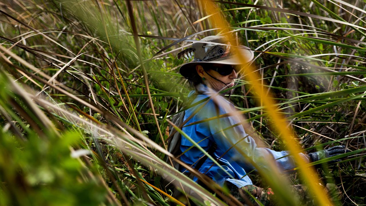 Donna Kalil slowly makes her way through thick grass as she hunts for pythons on Thursday, March 30, in Homestead, Florida. She was among a group working to rid Everglades National Park and surrounding areas of the non-native species of pythons that eats vegetation and preys on wildlife.