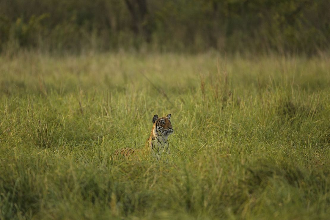 Even if you don't see tiger, there's a profusion of other wildlife.