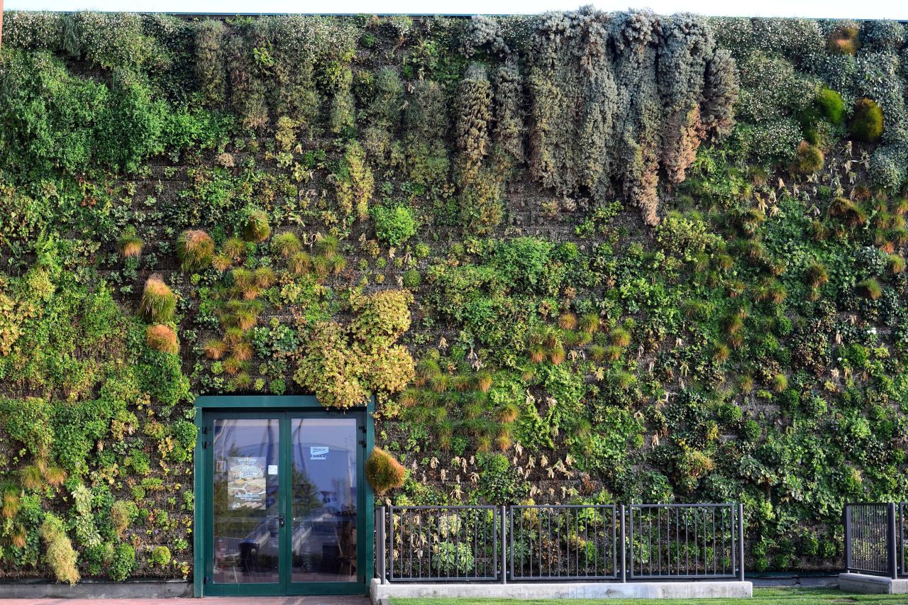 Vertical gardens like this one on a shopping mall facade in the town of Rozzano, near Milan in Italy are increasingly important for established cities. 