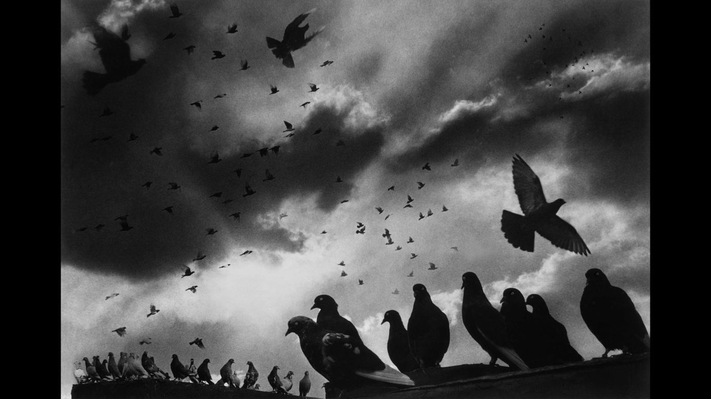 Pigeons sit on the edge of a roof in Brooklyn in 1956. This image is a montage made from nine negatives.