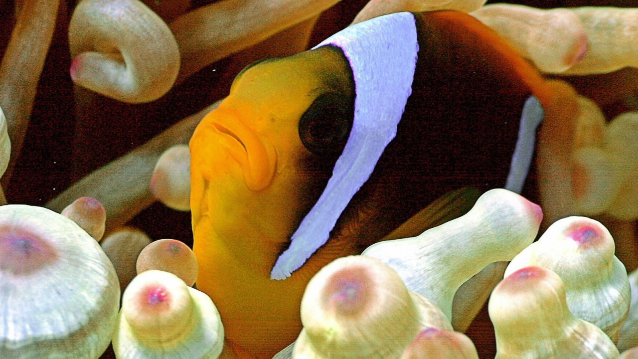 Clownfish -- unaffected by anemone poison, but climate change is a different matter.