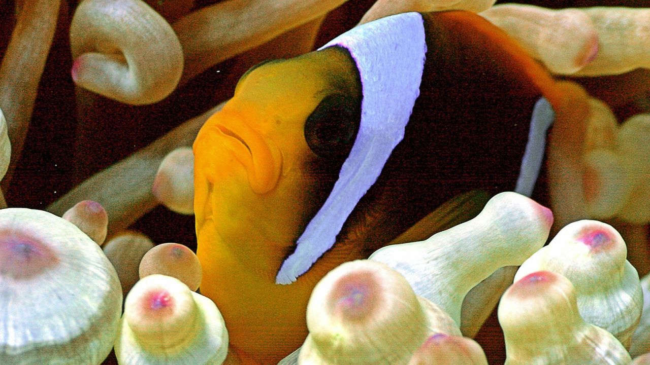 Clownfish -- unaffected by anemone poison, but climate change is a different matter.