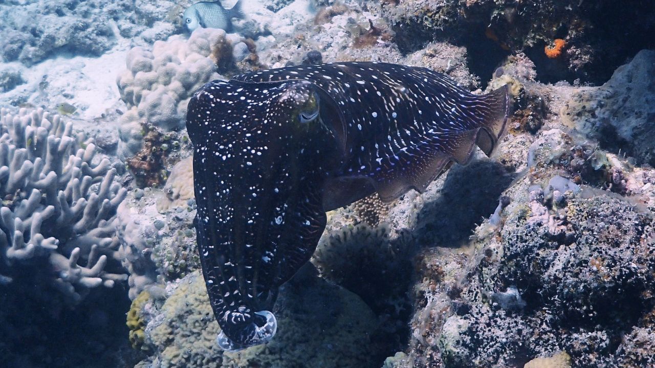 Cuttlefish -- chameleons of the sea.