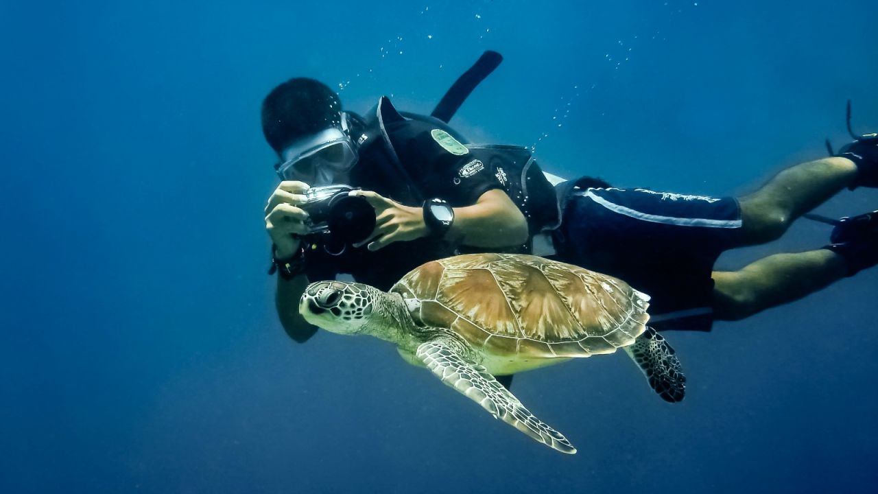 Green sea turtle -- on earth for 120 million years, and counting.