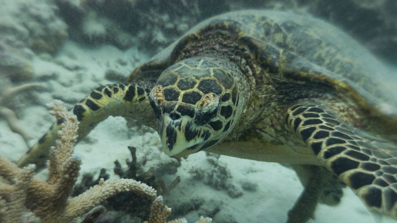 Hawksbill sea turtle -- better in the sea than on your arm, don't you think?