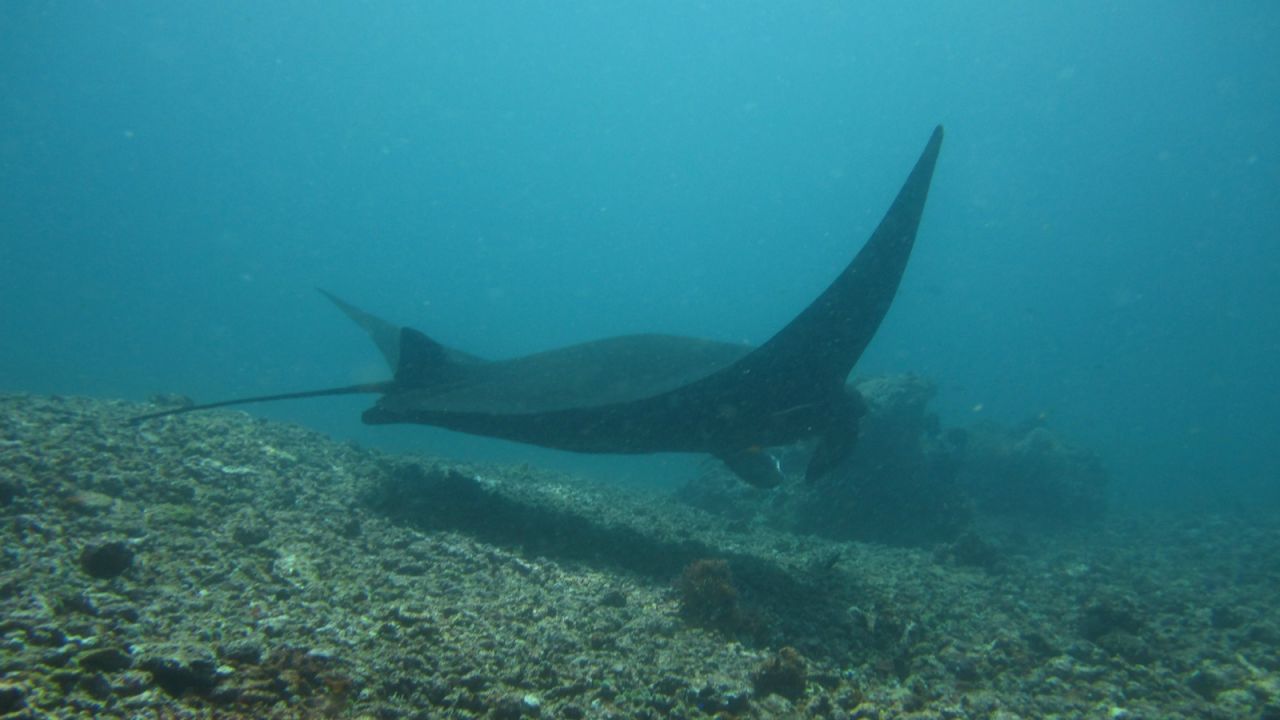Komodo -- with strong currents and 40-meter depths, it's best for advanced divers.