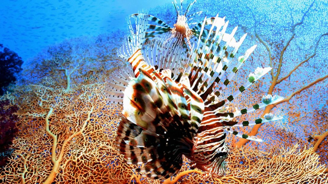 Red lionfish -- sometimes considered a pest, but what a beautiful pest.