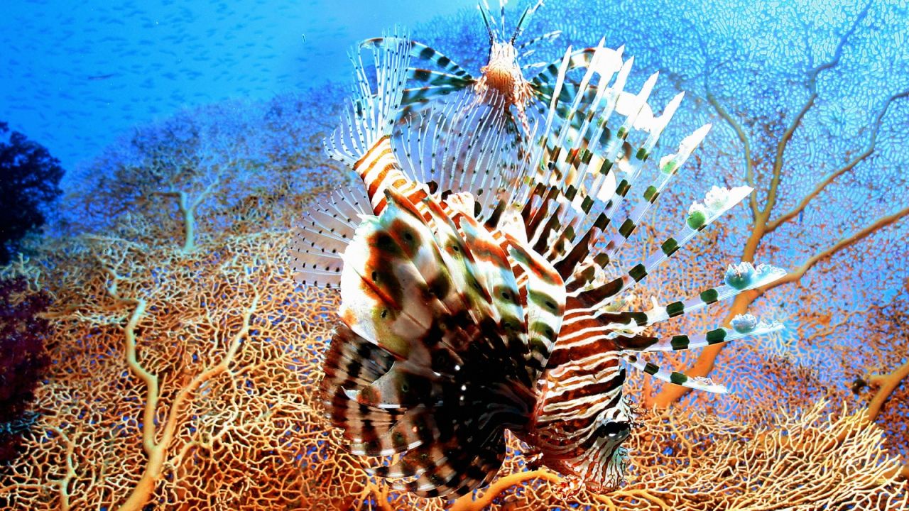 Red lionfish -- sometimes considered a pest, but what a beautiful pest.