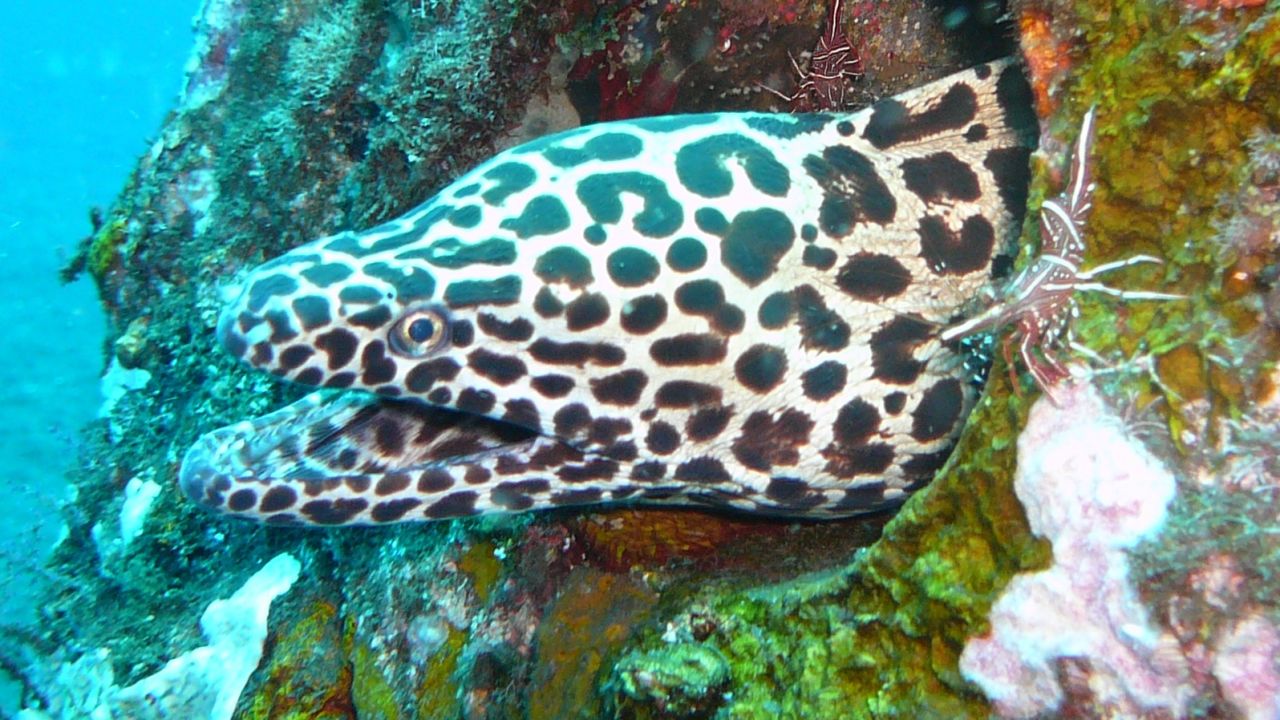 A moray is among the thousands of marine species at Tulamben.