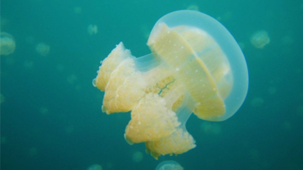 Stingless jellyfish -- very pretty, not at all painful. 