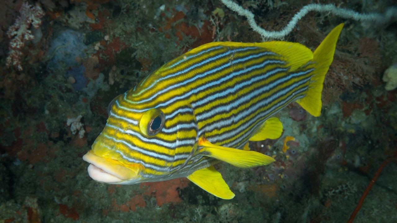 Ribboned sweetlips -- its coloring and pattern changes throughout its life.