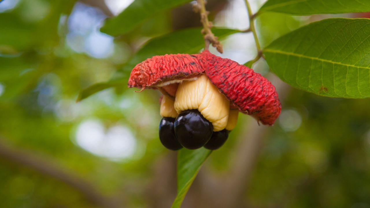 Ackee -- the national fruit of Jamaica -- contains the same poison as the lychee when unripe and can cause severe illness. It is usually cooked before eating.