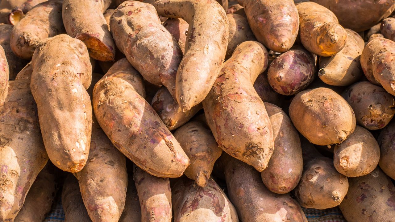 Cassava, or yucca, contains cyanide and must be carefully processed.