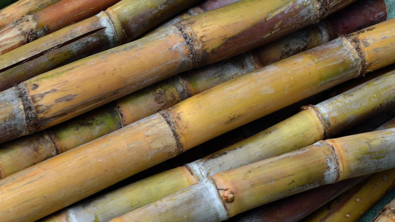 The sugar cane crop itself is not harmful to eat, but eating moldy or dated sugar cane comes with a risk of poisoning courtesy of a common fungus.