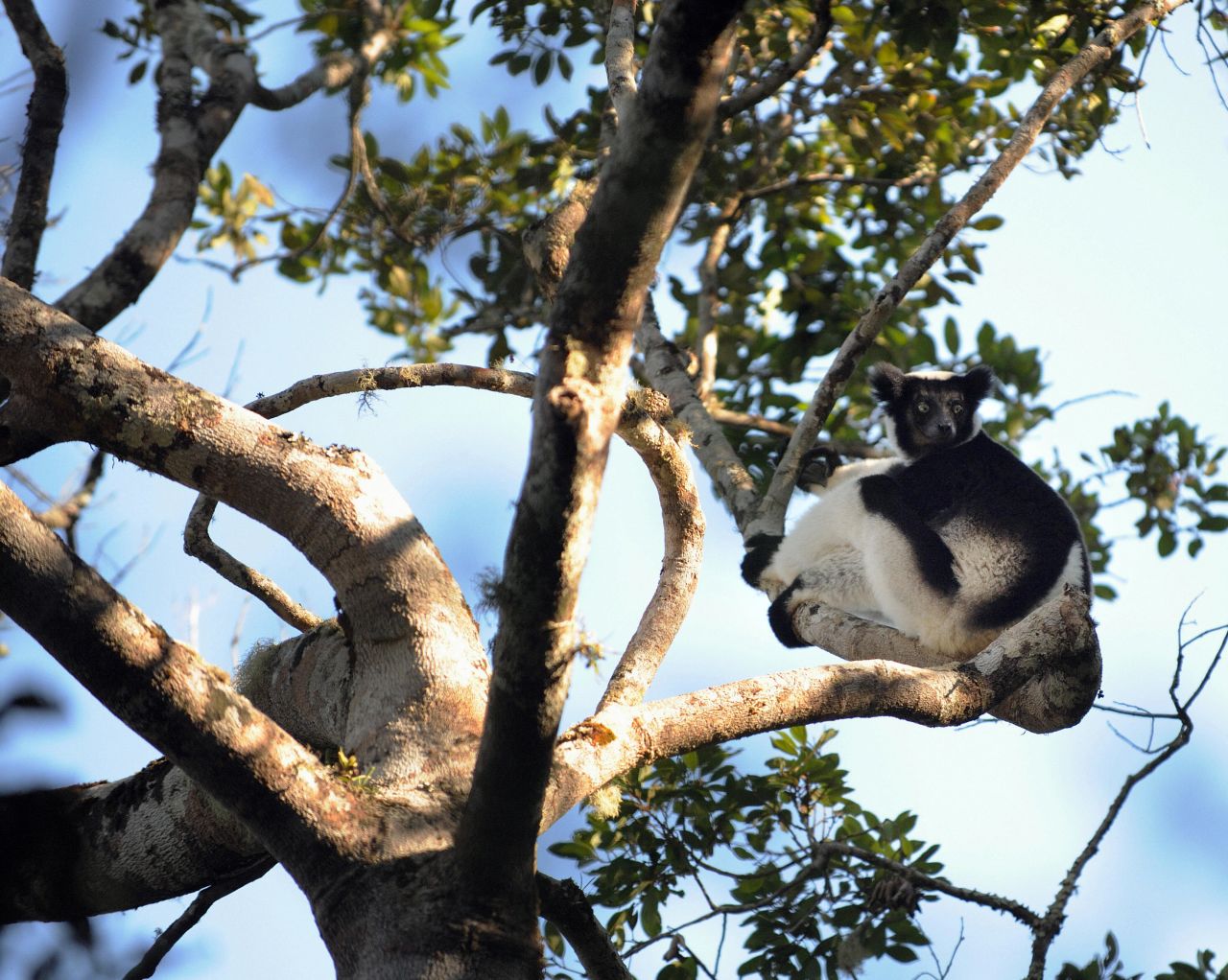 Indri Indri - the largest known lemur - sits on a tree in  Andasibe, Madagascar. The endangered  species is found nowhere else, and conservationists believe it could be threatened by the encroachment of sapphire mines in its territory. 