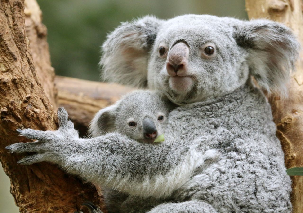The koala population fell by about 80% between 1996 and 2014 in the Brisbane area.
