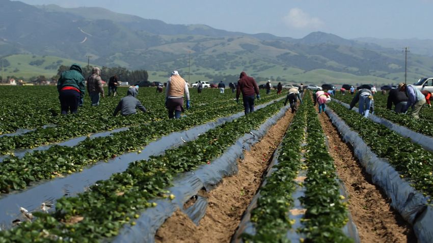 california farmers undocumented workers