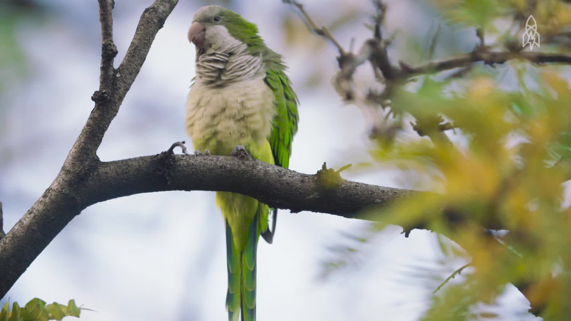 In Brooklyn, go on a parrot safari | CNN