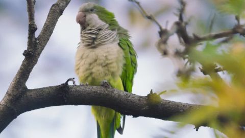 gbs wild brooklyn parrots pkg_00001212.jpg