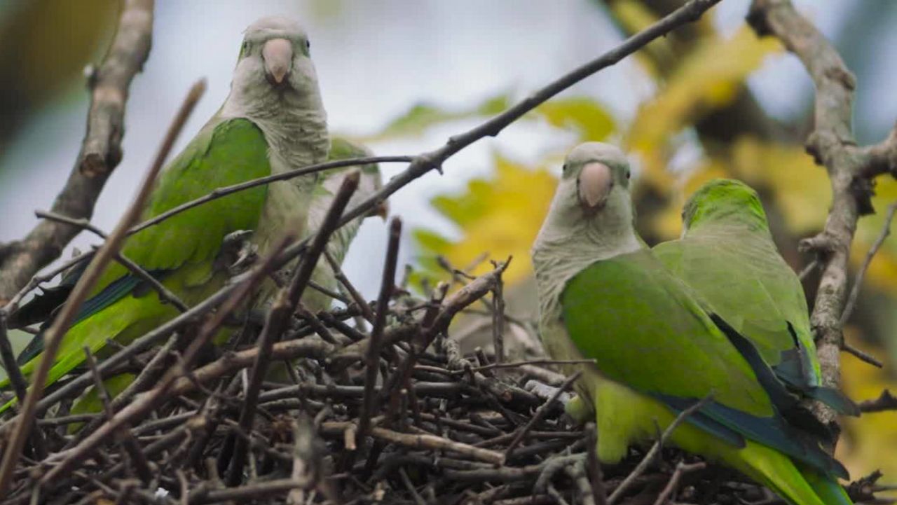 gbs wild brooklyn parrots pkg_00013401.jpg