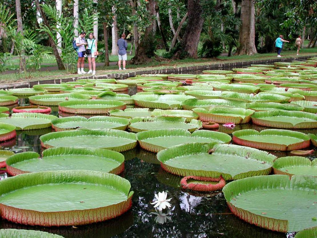 Giant water lilies that will float your boat.