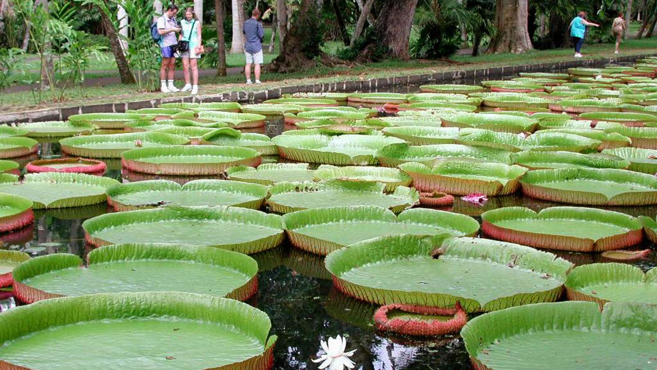 Giant water lilies that will float your boat.