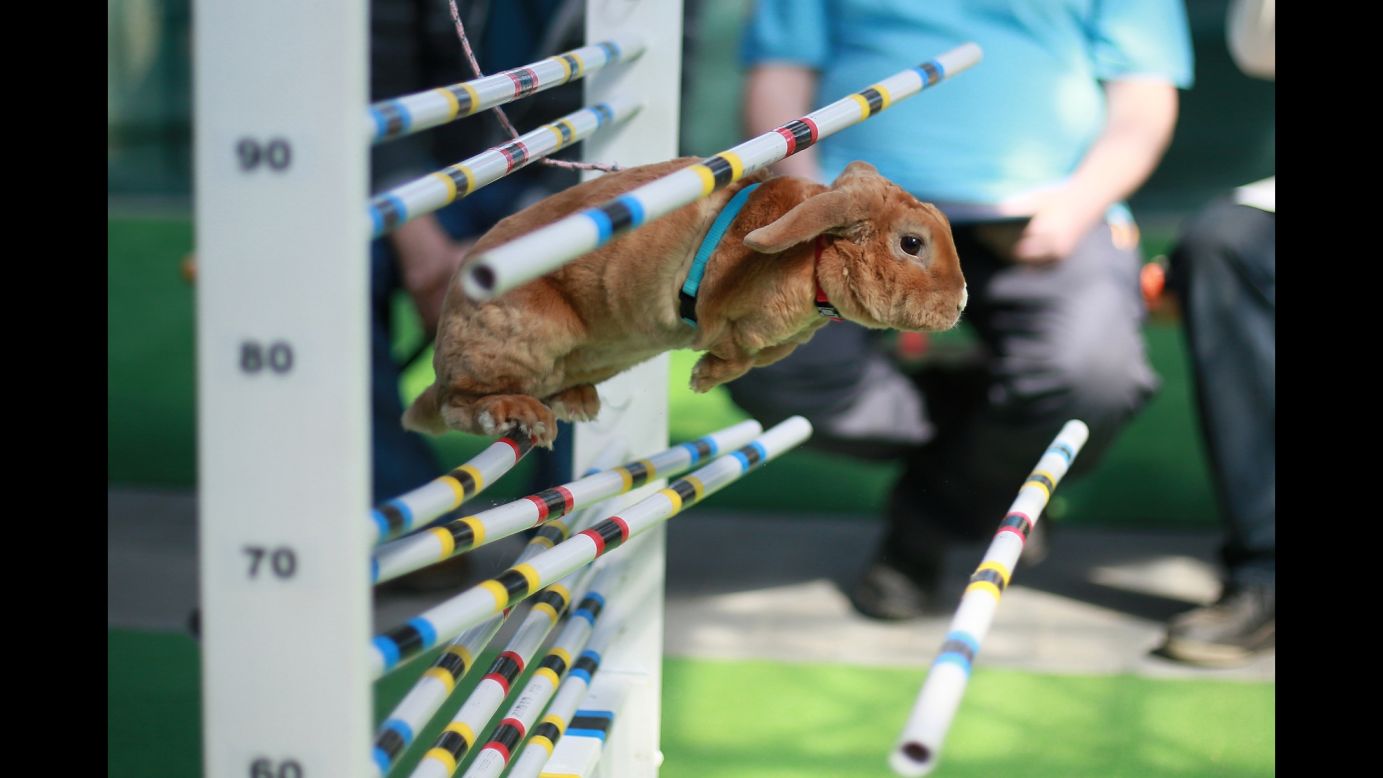 A rabbit fails to clear an obstacle during a "track and field" competition in Kromeriz, Czech Republic, on Saturday, April 1. About 100 rabbits competed in events that included the high jump, the long jump and running on a flat track.