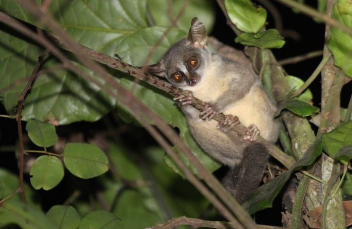 Scientists at Oxford Brookes University, UK have discovered a new, small and wide-eyed primate in the forests of Angola called the dwarf galago.