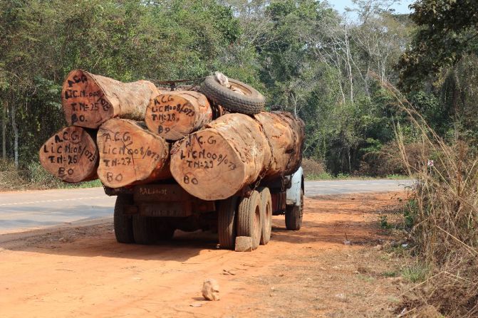 Increased logging and agricultural activity is contributing to habitat loss, the researchers say. "Wherever we went, we met logging trucks," says Svensson.