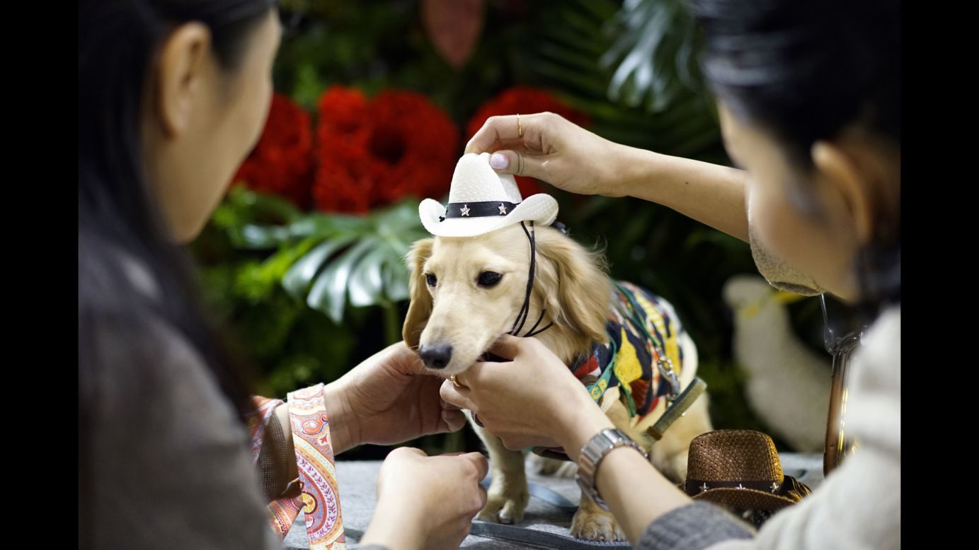 A woman puts a hat on a miniature dachshund at the Interpets pet fair in Tokyo on Friday, March 31.