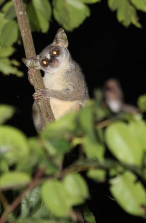 The dwarf galago also has a distinctive appearance with a longer face than the other galagos, which the team identified using a photo library of all known primate species.