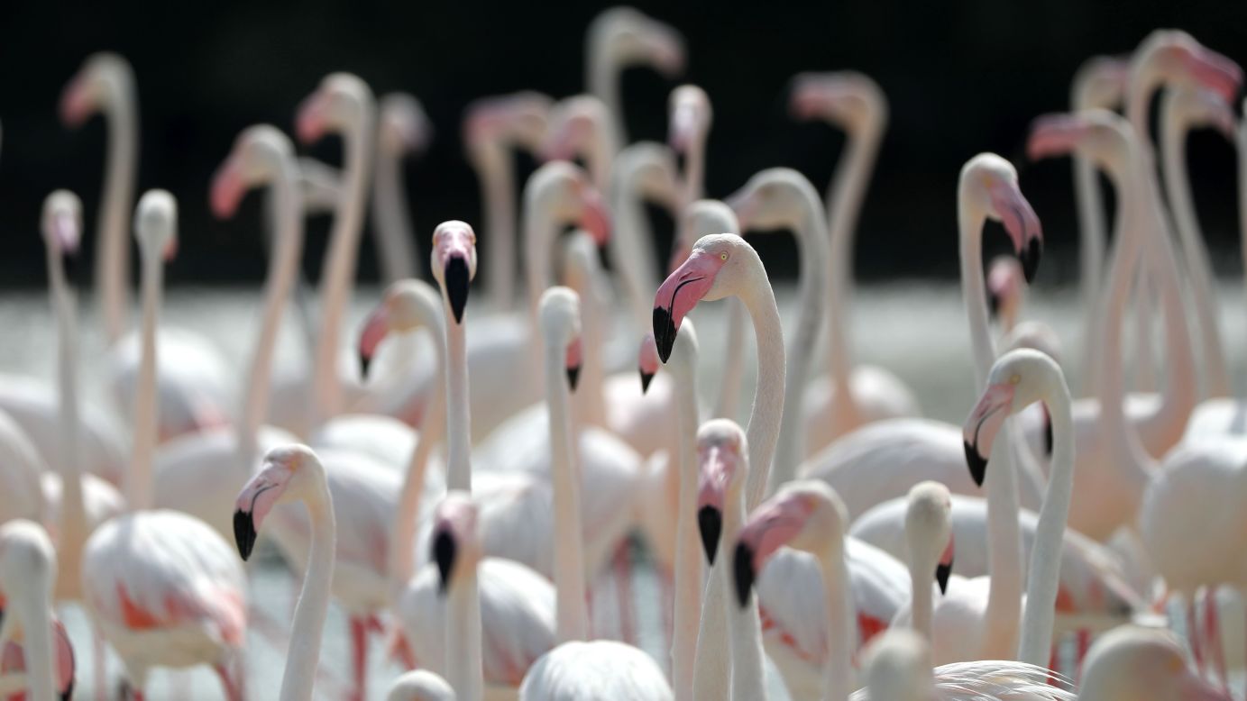Flamingos stand in water at a wildlife sanctuary on the outskirts of Dubai, United Arab Emirates, on Monday, April 3.