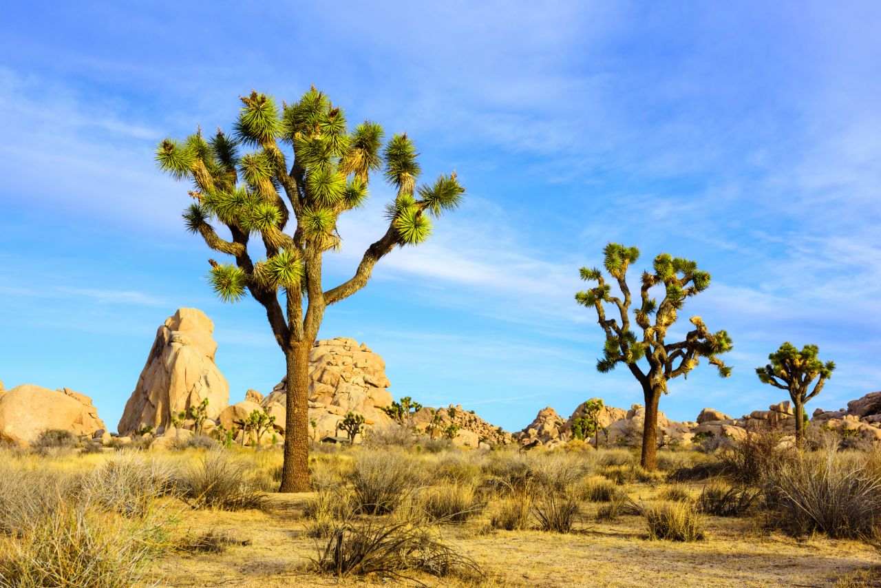 Beyond the Coachella festival, Palm Springs is also know for classic midcentury modern architecture, a buzzy hotel scene and nowhere-else-on-earth landscapes like Joshua Tree National Park (pictured).  Here are more reasons to love this sunny California town. 