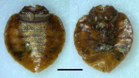 Bedbugs have pestered us for centuries. These begbug fossils were recently recovered from Paisley Caves, Oregon, the site of the oldest dated archaeological human remains in North America, and are approximately 9,400 years old. <br /><br />Bedbugs nearly vanished in the United States during the 1940s and '50s due to improved hygiene and the use of the pesticide DDT but are on the rise again due to global travel and a increasing resistance to common pesticides.