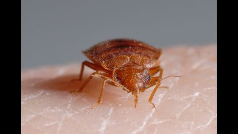 Everybody knows "don't let the bedbugs bite." But why do we call them bedbugs? Cimex lectularius -- small, flattened insects that feed solely on mammalian and avian blood -- will bite you on a couch, a chair or even a window seat if they are hungry enough. <br /><br />They do prefer to feed at night, though, so unless you sleep on your sofa, your bed's the thing. 