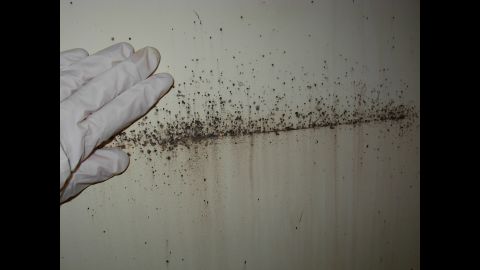 Besides the bugs themselves, telltale signs of an infestation include reddish-brown excrement, along with left-over skeletons from molting, and tiny pearl-white eggs. <br />Many things can be mistaken for bedbugs, such as lint, carpet beetles, ticks, fleas and <a href="http://www.cnn.com/2015/08/18/health/mutant-lice/">lice</a>, so it's important to get samples and take them to an expert for identification. 