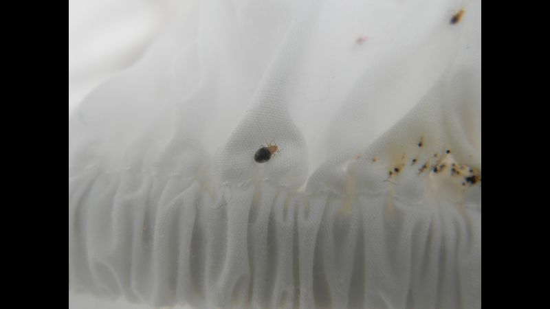 picture of bed bugs on sheets